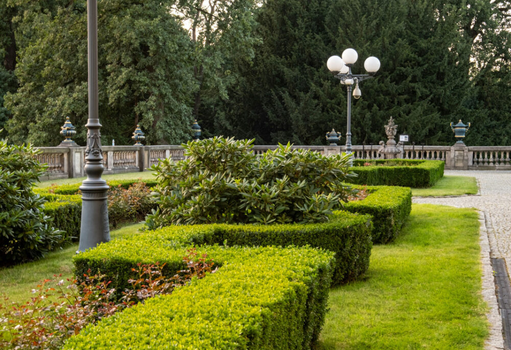 8 cięcia żywopłotów